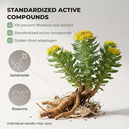 Salvora Rhodiola Rosea Benefits
